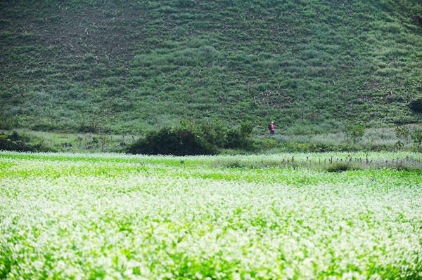 
Hoa cải trắng tinh khôi ở Mộc Châu. (Ảnh: Internet)